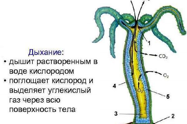 Кракен через обычный браузер